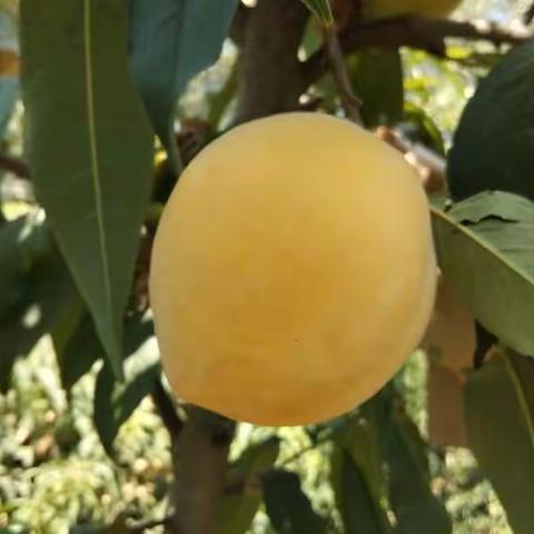 黄桃采摘第三季开始了