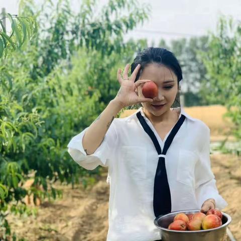 黄桃、黄肉油桃熟了！