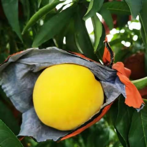 黄桃开始预售啦！！！