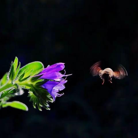 小蜜蜂与鼠尾草花