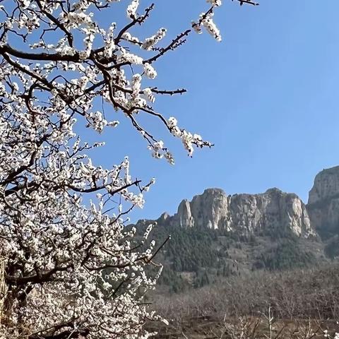 杏花村-长清张夏焦台村 踏春赏花