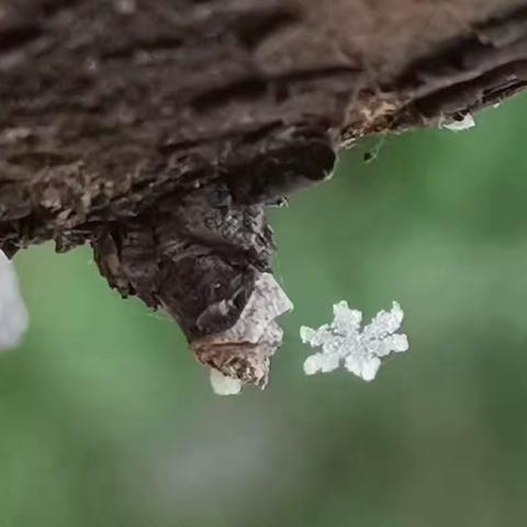 2021年的第一场雪引逗出的诗情（428&429）