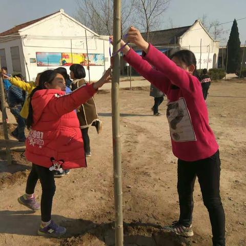 樊相镇程庄中心小学植树活动图片