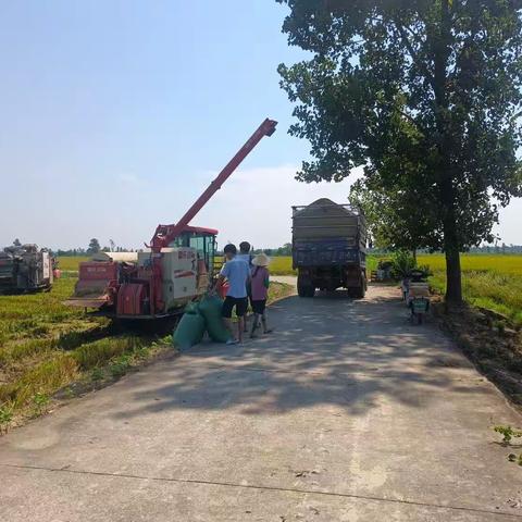 又是一年“双抢”季，科技赋能保丰收