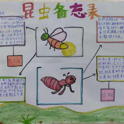 东门学校三(3)班《昆虫备忘录》仿写+制作昆虫备忘录表格