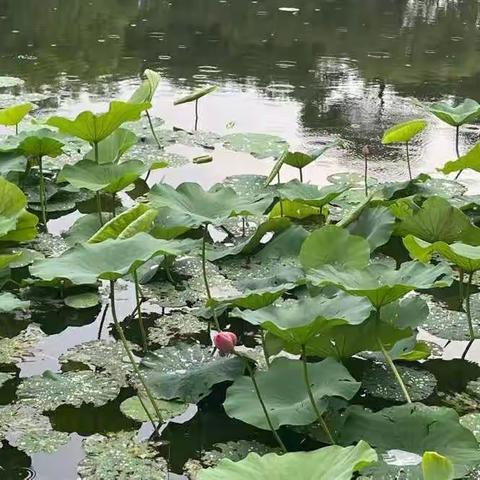 严禁参加校外培训告家长书