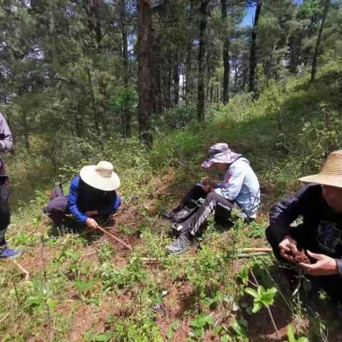 宜良县中药资源普查周报（第八周）