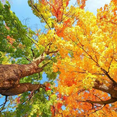 让教学与教研比翼而行————南京路校区基础年级地理学科教研活动纪实