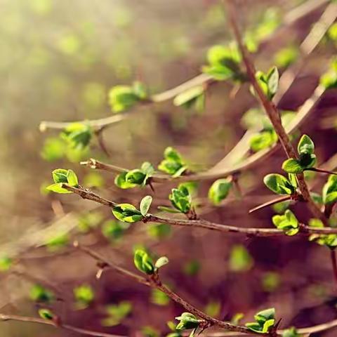 春天来了——定南实验学校星辰教室说写集（7）