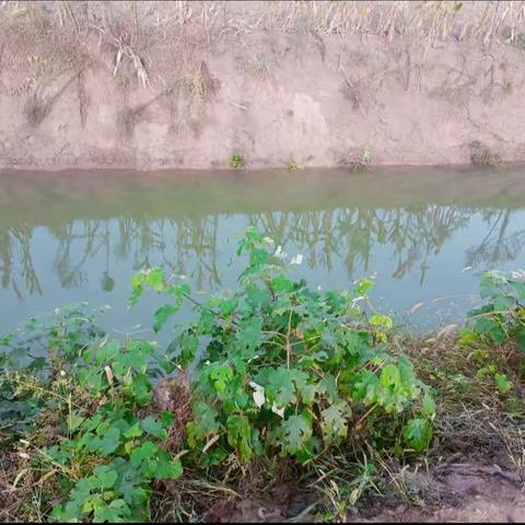 朱曲镇黄湖村网格员开展防溺水巡逻工作