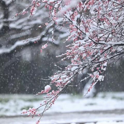 火星街小学线上“双减” 音乐课堂 ——《踏雪寻梅》