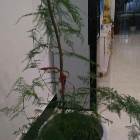 我可爱的小花们！