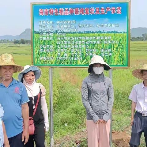 昌江县农技中心持续跟踪指导引进新品种“中科西陆4号”水稻示范项目田间管理工作