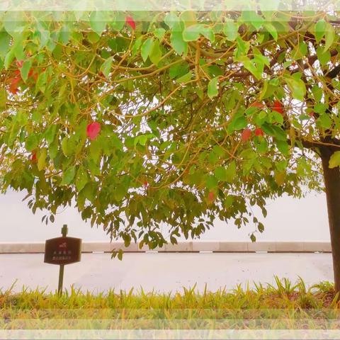 【绿•小】户外研学～深秋🍁之美