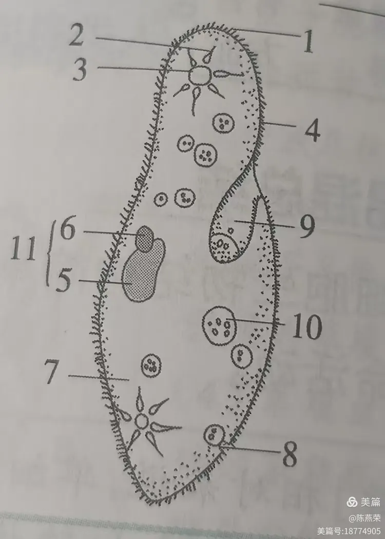 七年级生物图(七年级生物图解)  第2张