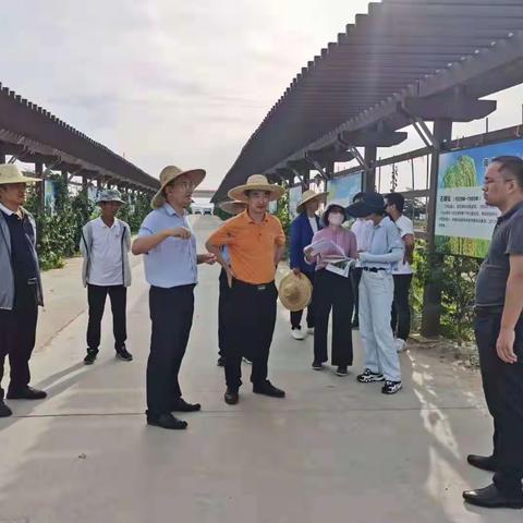 海南省农业农村厅赴三亚崖州区国家现代农业产业园实地调研各项目进展