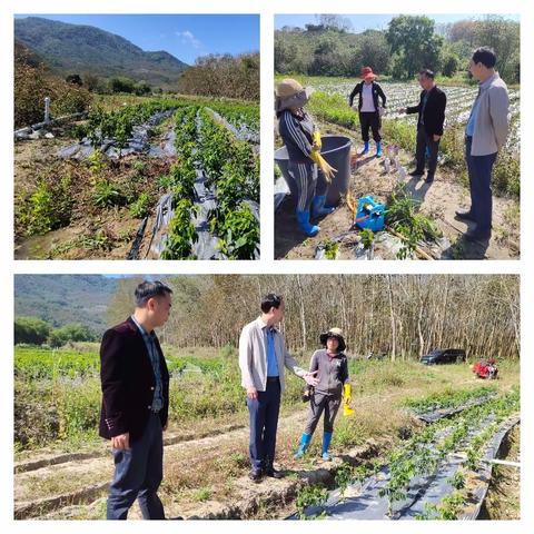 陈志强镇长调研我镇瓜菜种植情况