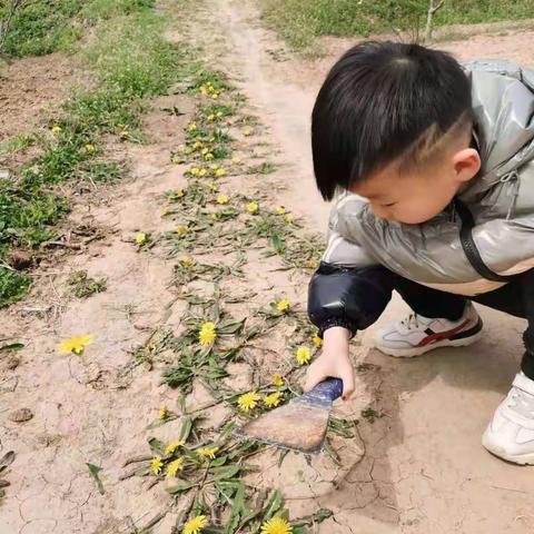 小天使幼儿园大班社会实践《遇见春天   探寻野菜》