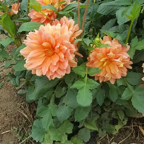 大丽菊(二)20221006