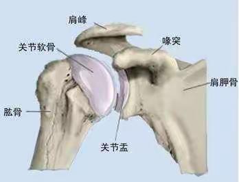 如何预防关节脱位？关节脱位危害大，应立即就医康复