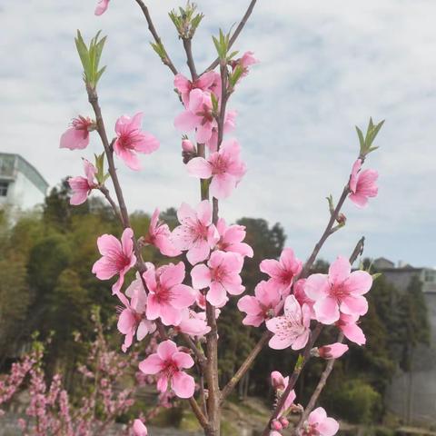 周宁坂头桃花