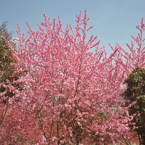 又是一年桃花红