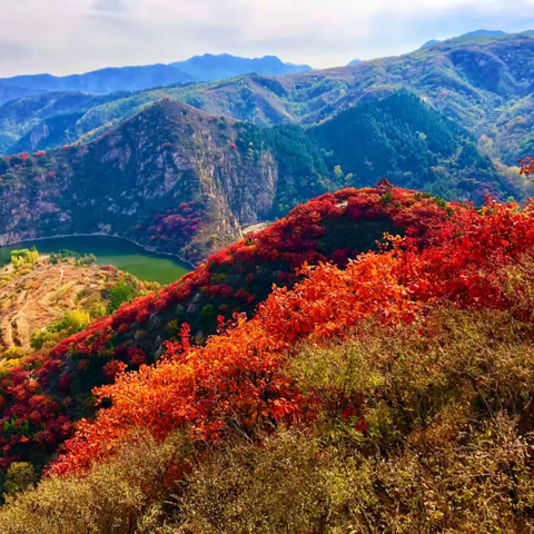 【赏秋】10月21日（周六）观漫山红叶，赏秋色烂漫！济南红山翠谷赏五彩山红叶+观百丈崖水库一日游