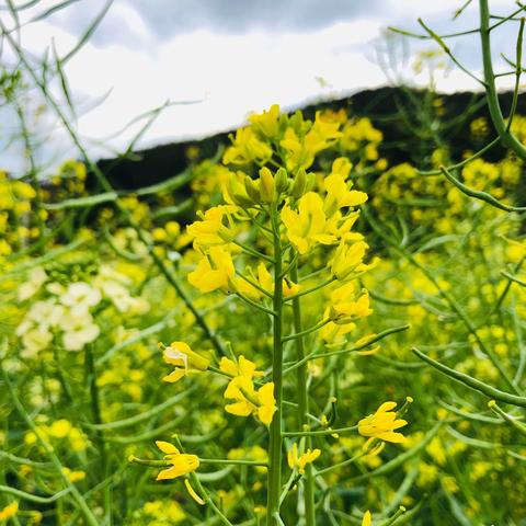 中2班绘画主题活动《又见油菜花开》