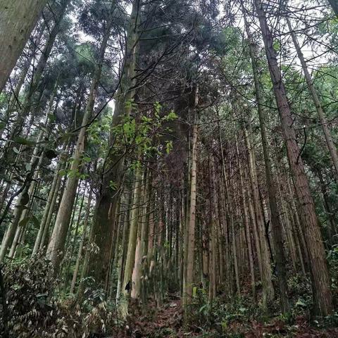 我爱你，森林无边