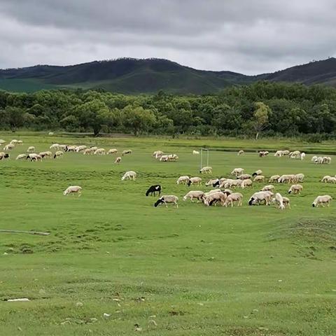 2020年内蒙古呼伦贝尔大草原暑假游（二）