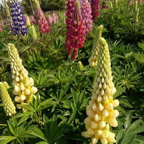 漂亮的鲁冰花——献给母亲节！