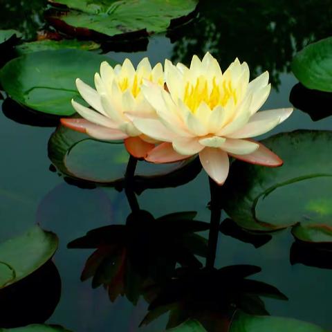 人生如梦，岁月如歌；为“荷”停下了脚步