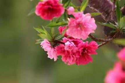 春天，醉了桃花