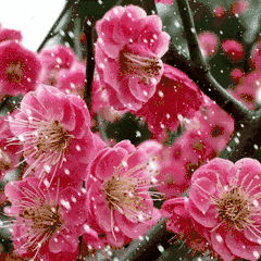 笛弄梅花曲，瑞雪兆丰年