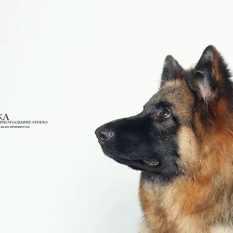 爱犬，不是宠物__“得斯”