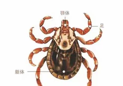 拥抱春天，小心蜱虫