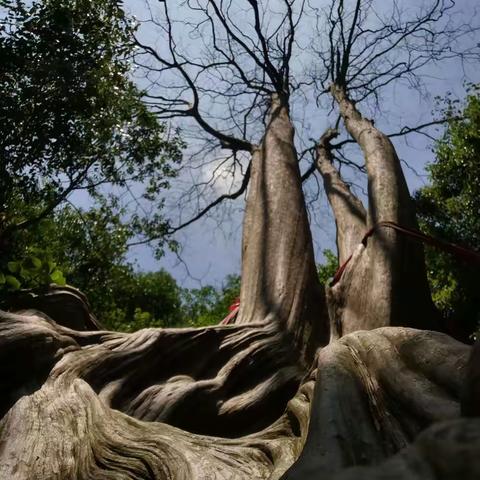 探访千年紫薇王