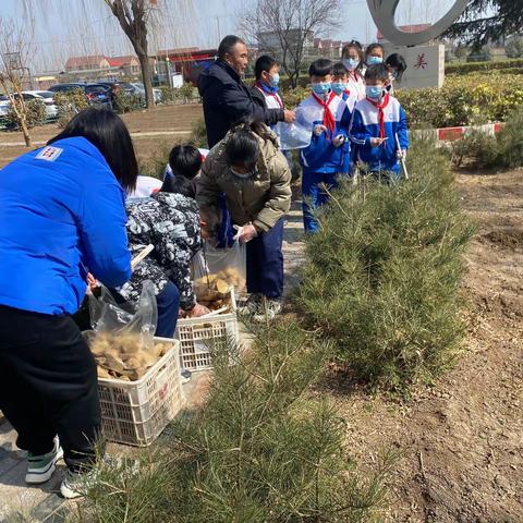 临沂朱张桥小学劳动教育课程——种土豆