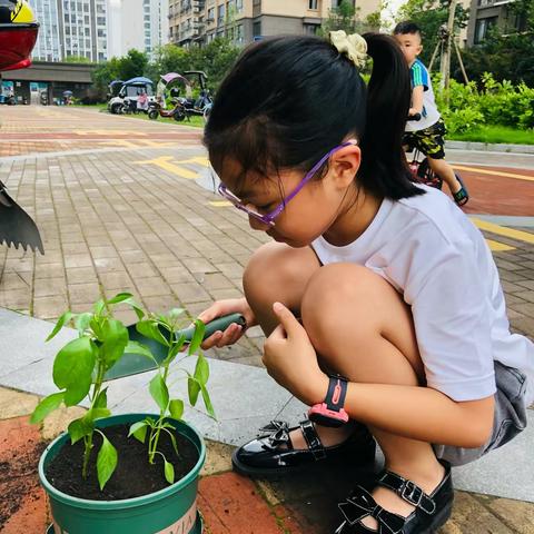 辣椒苗🌶土培和营养土种植实验观察