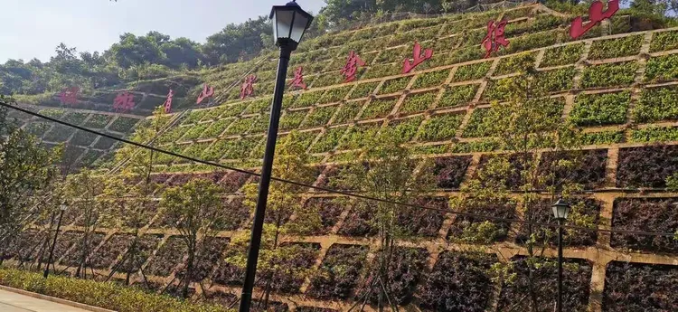 绿化苗木有限公司