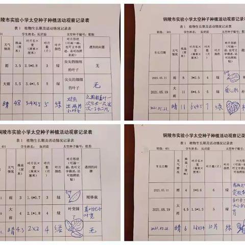 实小太空秧苗（家庭种植）观察记录（一）