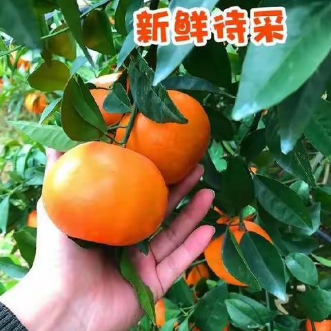 广西籍老兵陆有才（原成空39753部队）祝福战友生活如沃柑 甜甜蜜蜜
