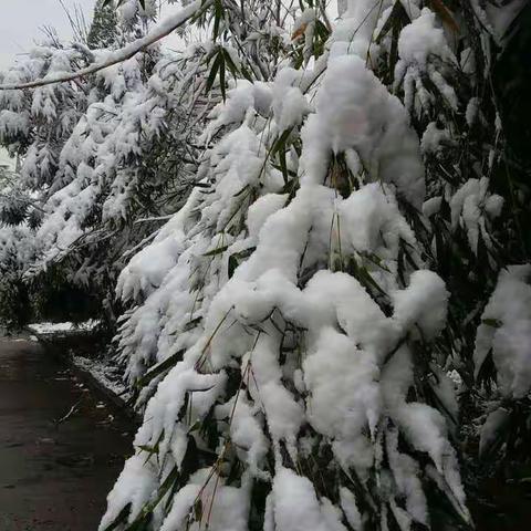 2016的第一场雪