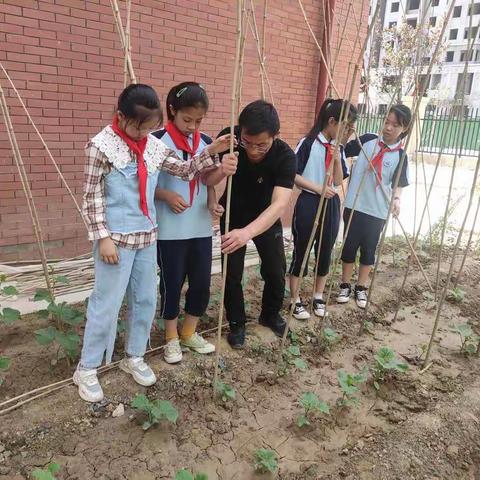 劳动创造美——周口经济开发区实验学校小学部劳动实践课