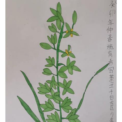 兰花写生