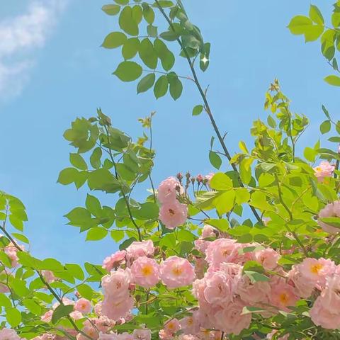 白鹤学校X2212班成长直通车（2023年第2期）