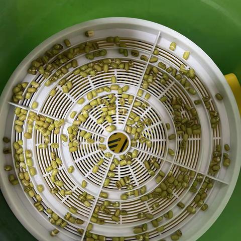 豆芽成长记