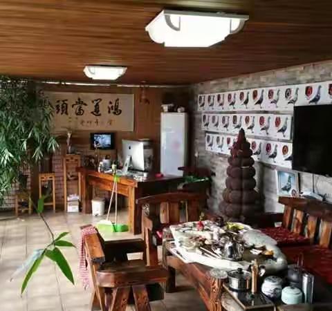 沈阳华晨鸽业利奥血系种鸽欣赏