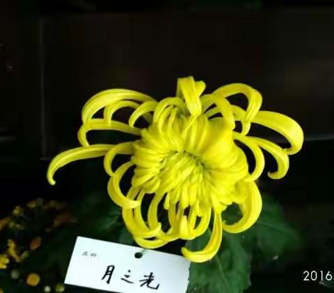 水上公园菊花展