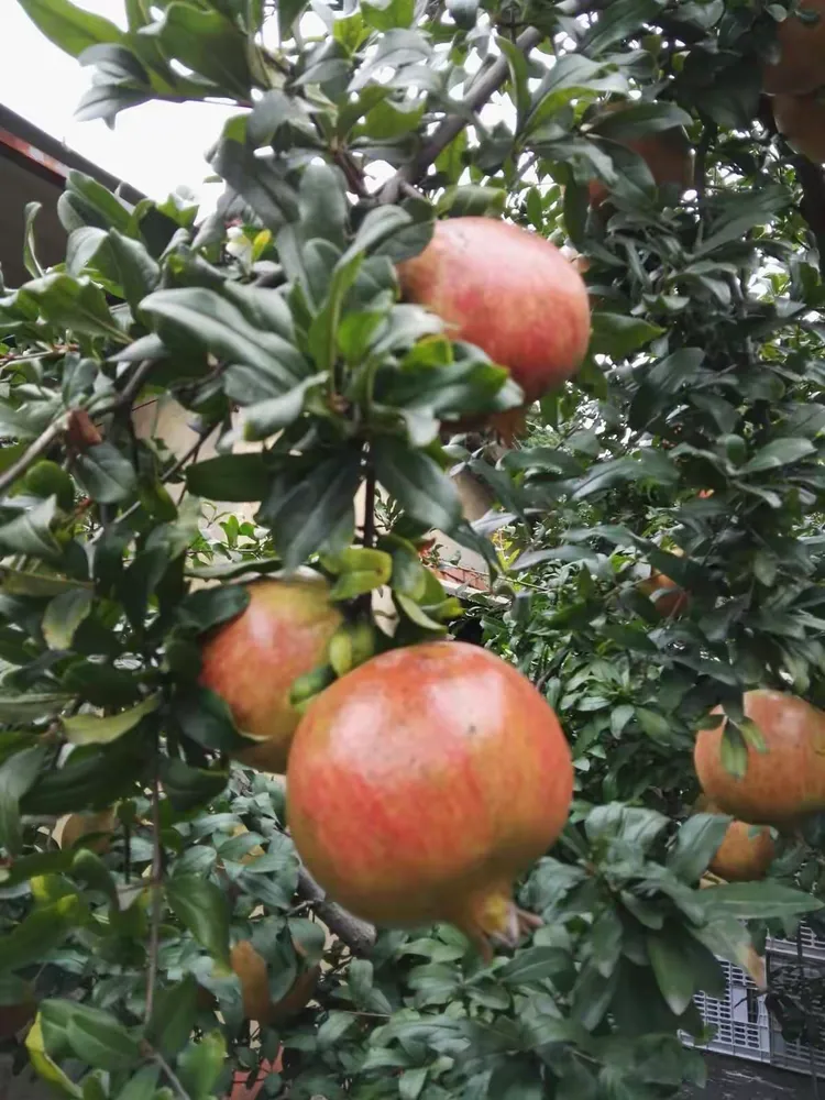 2017国庆,金牛山石榴园